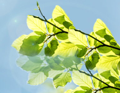 Tree leaves