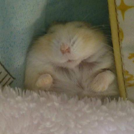 @naopon-hamumu