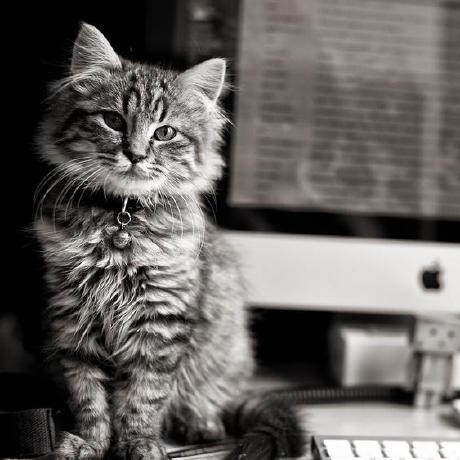 @LordlyCat