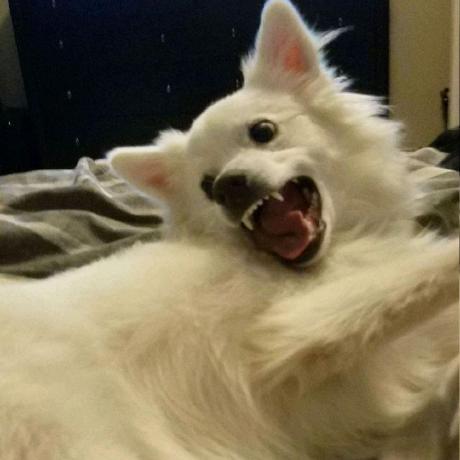 @fuddlesworth
