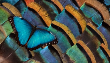 Butterflies hidden in plain sight